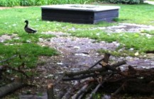 puddle ducks